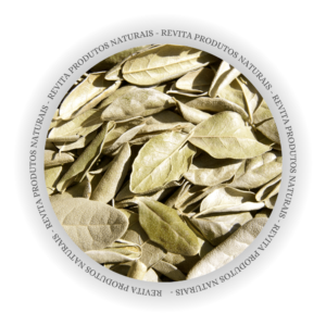 Boldo em Folhas - Granel Premium